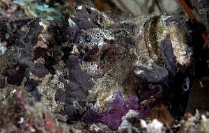 Banda Sea 2018 - DSC05637_rc  - Estuarine stonefish - Poisson Pierre - Synanceia Horrida